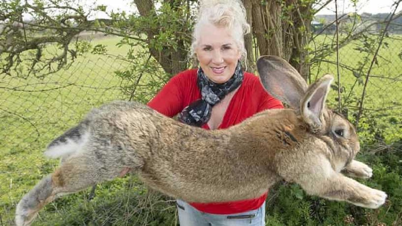 سرقة أضخم أرنب في العالم ومكافأة لمن يعيده