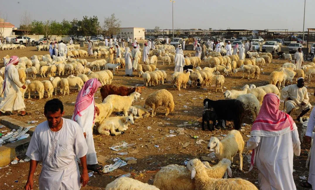 بالفيديو .. سبب ارتفاع أسعار الماشية قبل رمضان