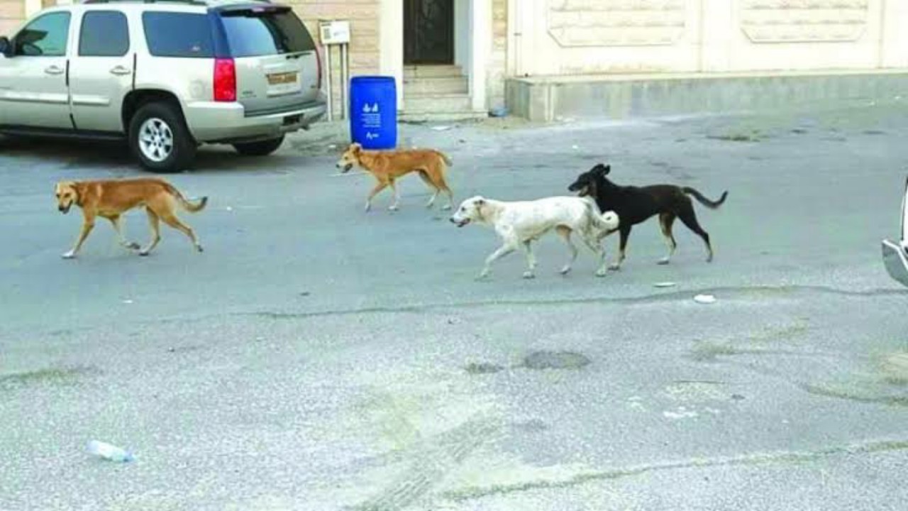 أمانة مكة تدشن مبادرة تطوعية للحد من تكاثر الكلاب الضالة 