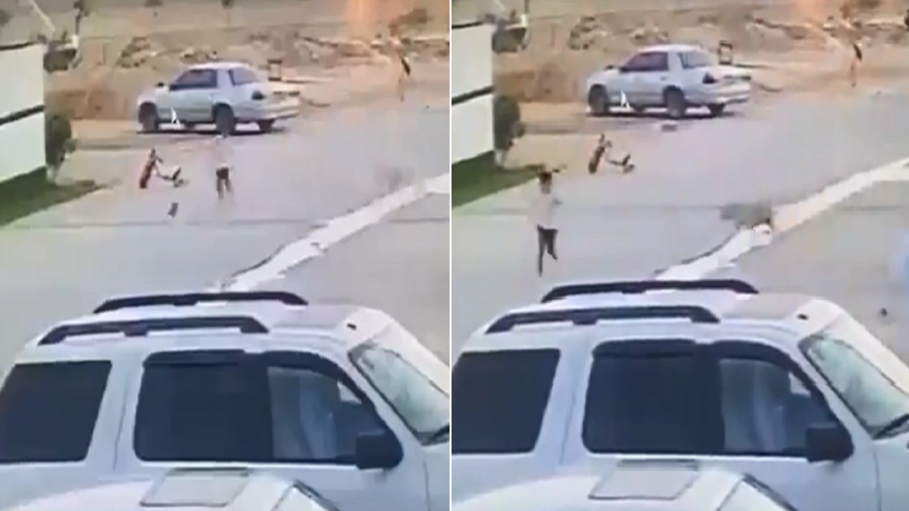 بالفيديو.. كلاب ضالة تهاجم أطفال في حي سكني بالرياض