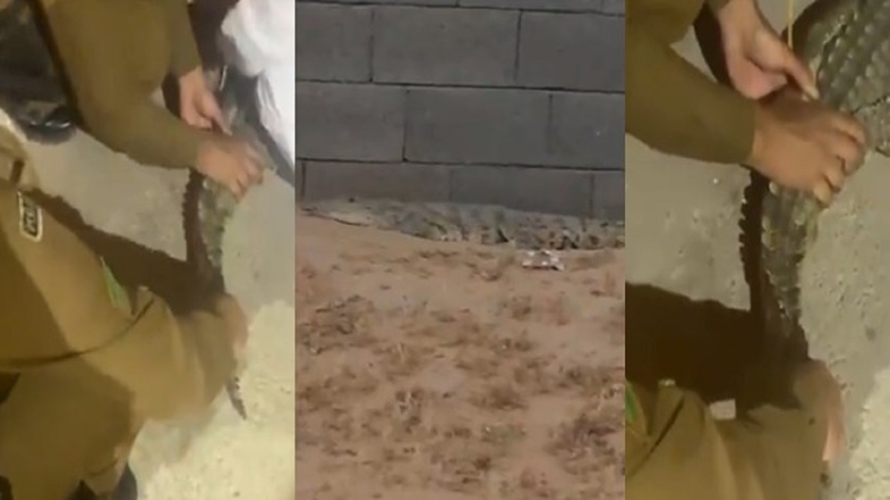 بالفيديو.. السيطرة على &#8220;تمساح&#8221; ظهر في مركز الهدية ببريدة وتسلميه للحياة الفطرية