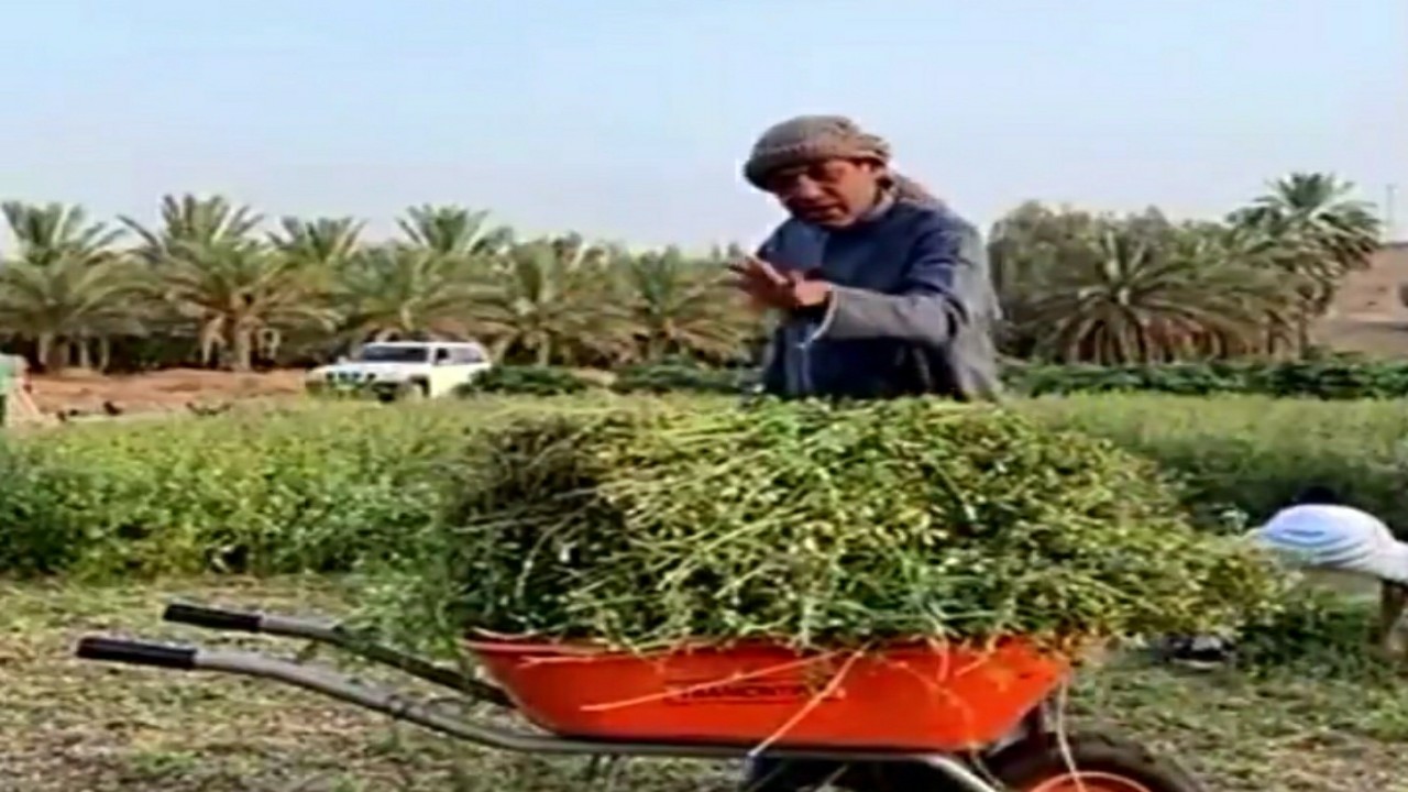بالفيديو.. &#8221; الزعاق &#8221; : أهل بعض المناطق يتباشرون بنزول بواكير خراف النخيل