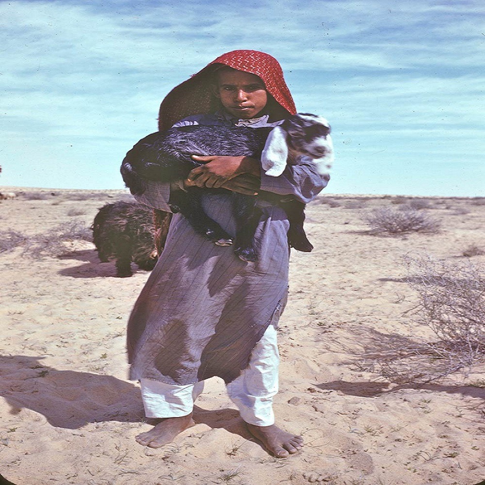 صورة لطيفة لصبي يحمل ماعزًا غرب بقيق