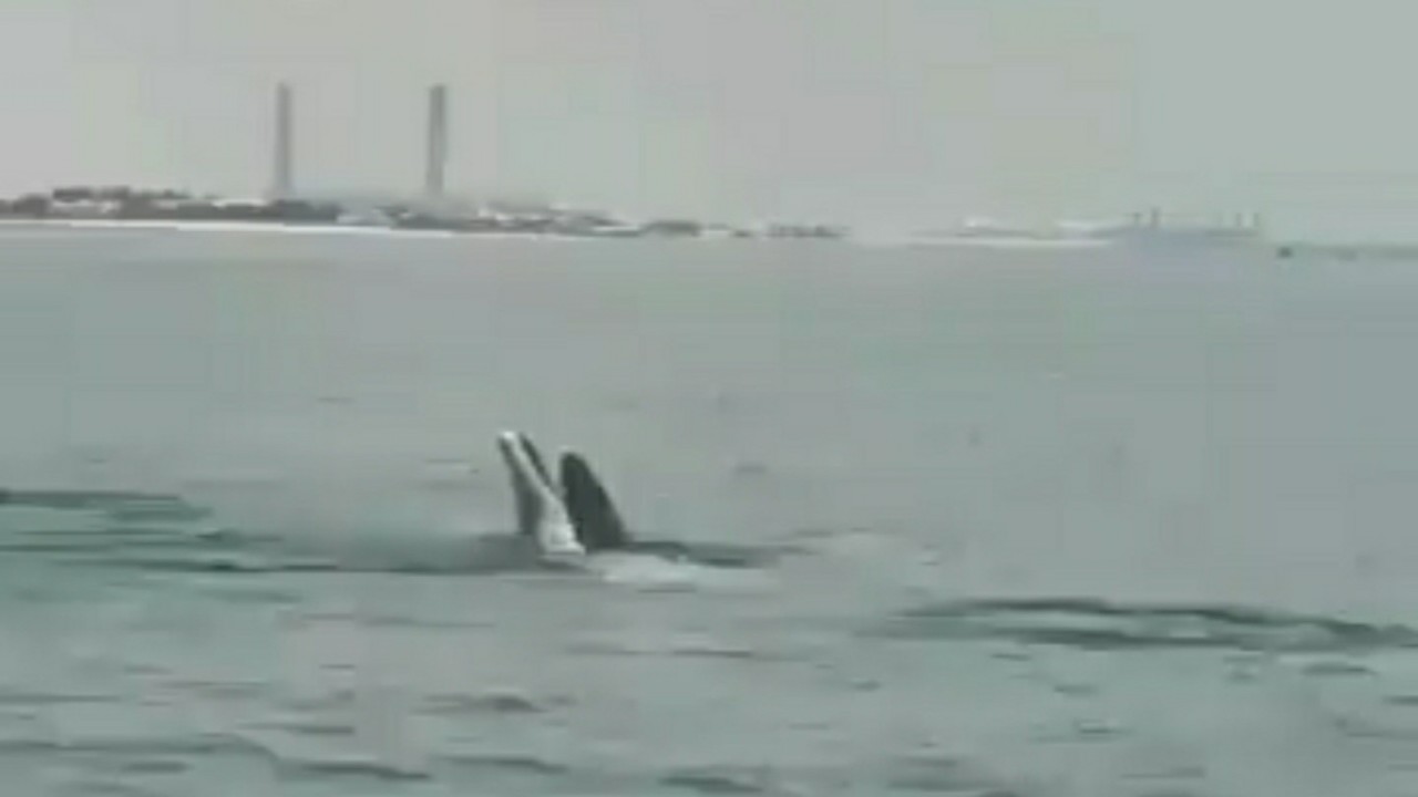 بالفيديو.. ظهور الدلافين في الخيران بالكويت