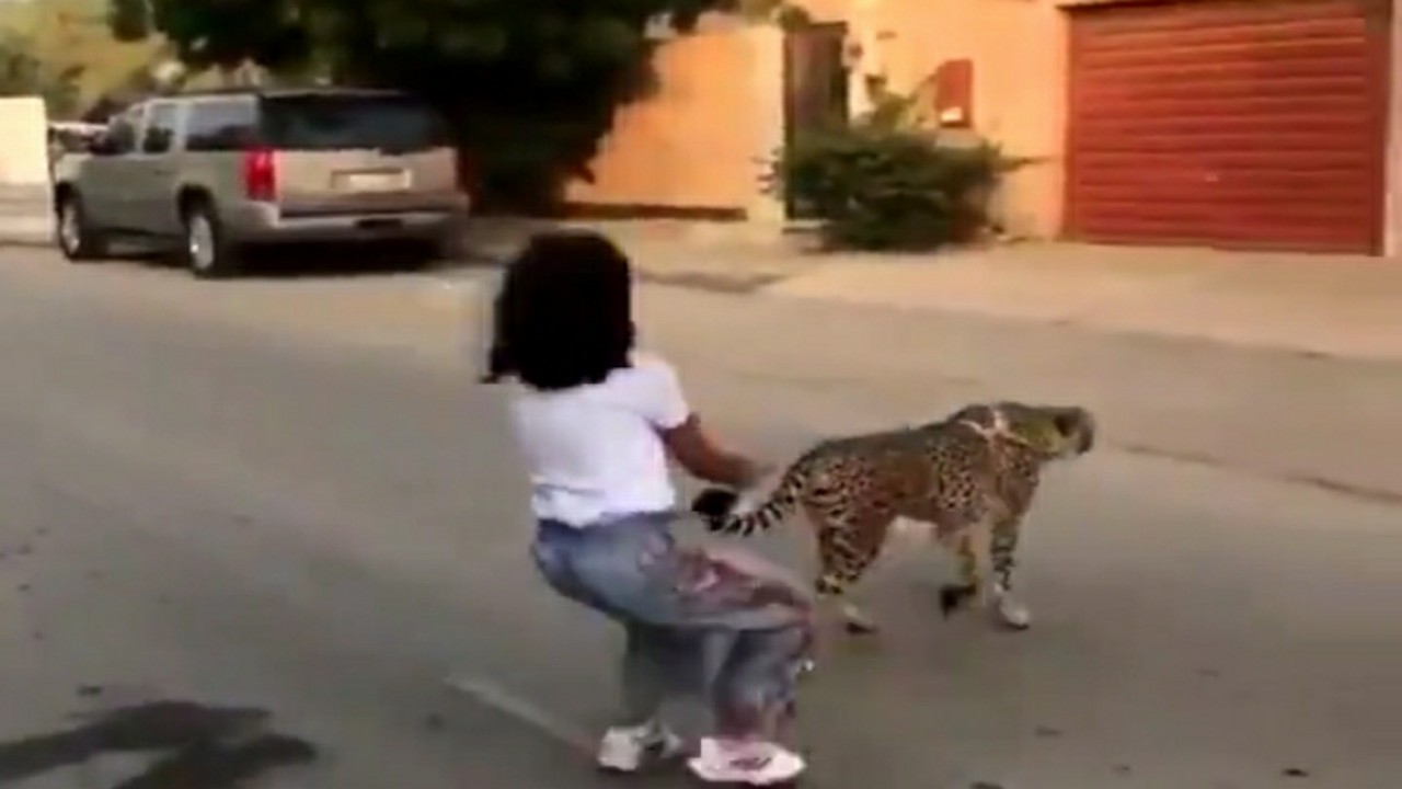 بالفيديو.. طفلة تثير الفزع باقتنائها حيوان مفترس و &#8221; الحياة الفطرية &#8221; ترد