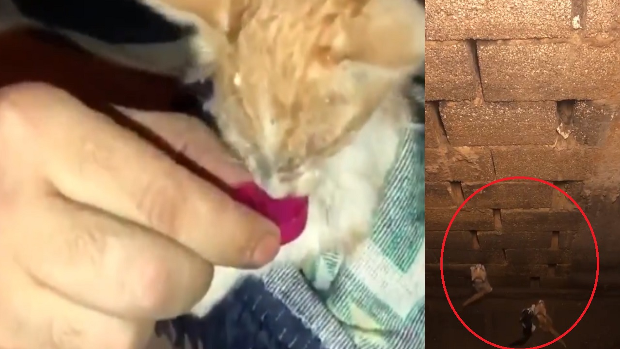 شاهد.. عملية إنقاذ 4 قطط سقطت داخل خزان للصرف الصحي بالرياض