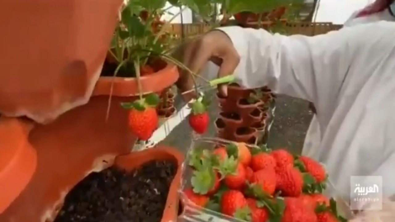 بالفيديو.. مواطن يحكي عن تجربة زراعته للفراولة باستخدام الزراعة المائية