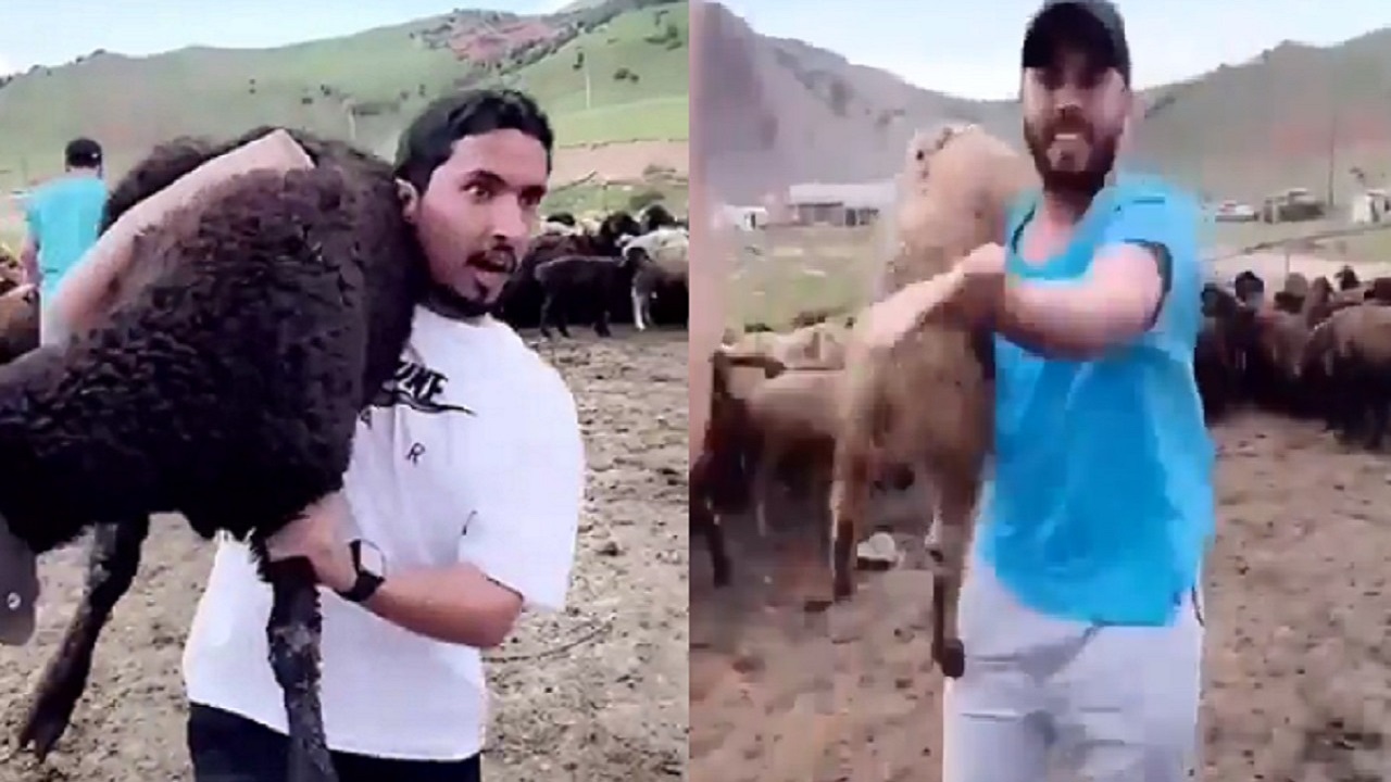 بالفيديو.. ردة فعل سياح سعوديين في قيرغيستان بعدما تفاجأوا بثمن الخروف 100 ريال