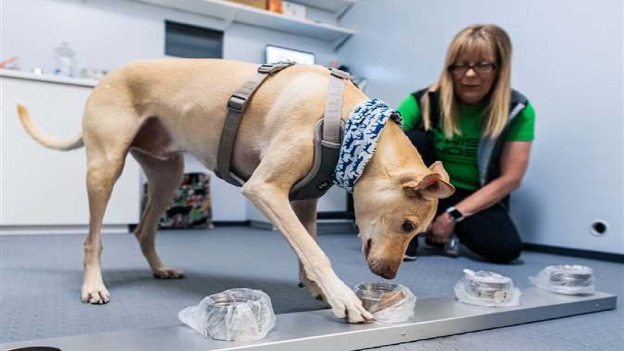 تدريب كلاب خاصة للكشف عن فيروس كورونا