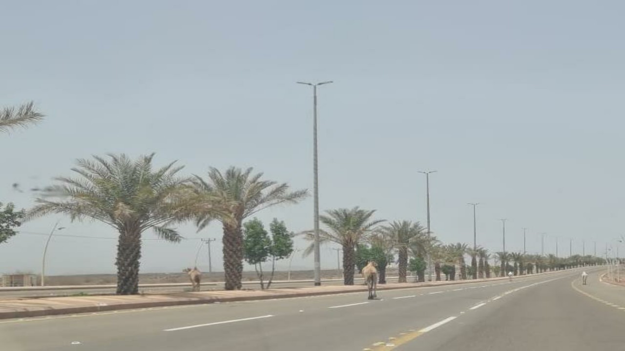 الإبل السائبة تهدد عابري طريق محافظة وادي الفرع العام