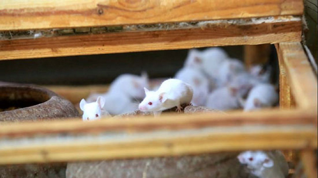 مزارع يحرق الفئران حية بعد تسببها في تلف محاصيله!