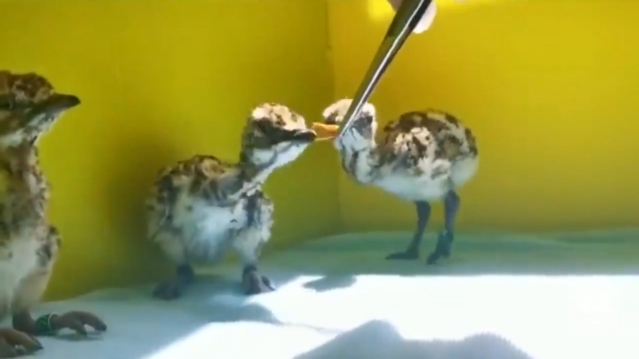 بالفيديو.. طريقة إطعام فراخ طيور «الحبارى» ضمن برنامج إعادة الإكثار