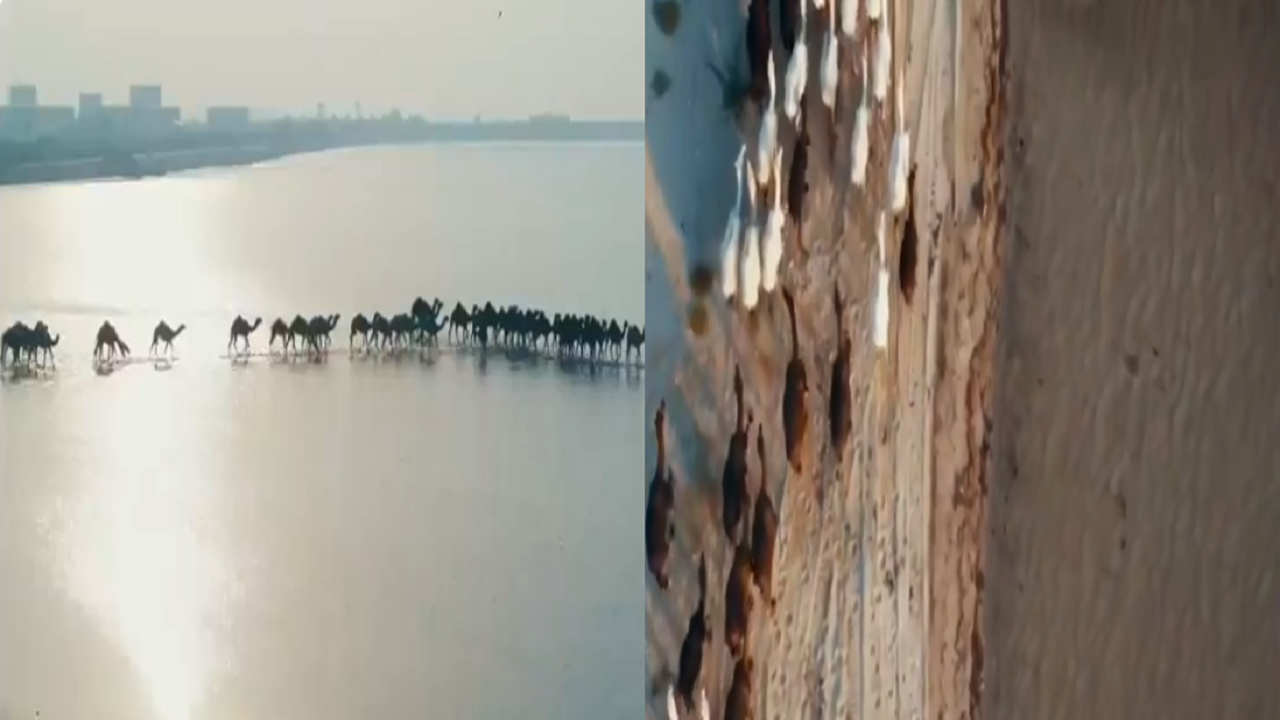 بالفيديو.. قافلة من الإبل تشق مياه البحر في شاطئ &#8220;القنع&#8221; بالقنفذة
