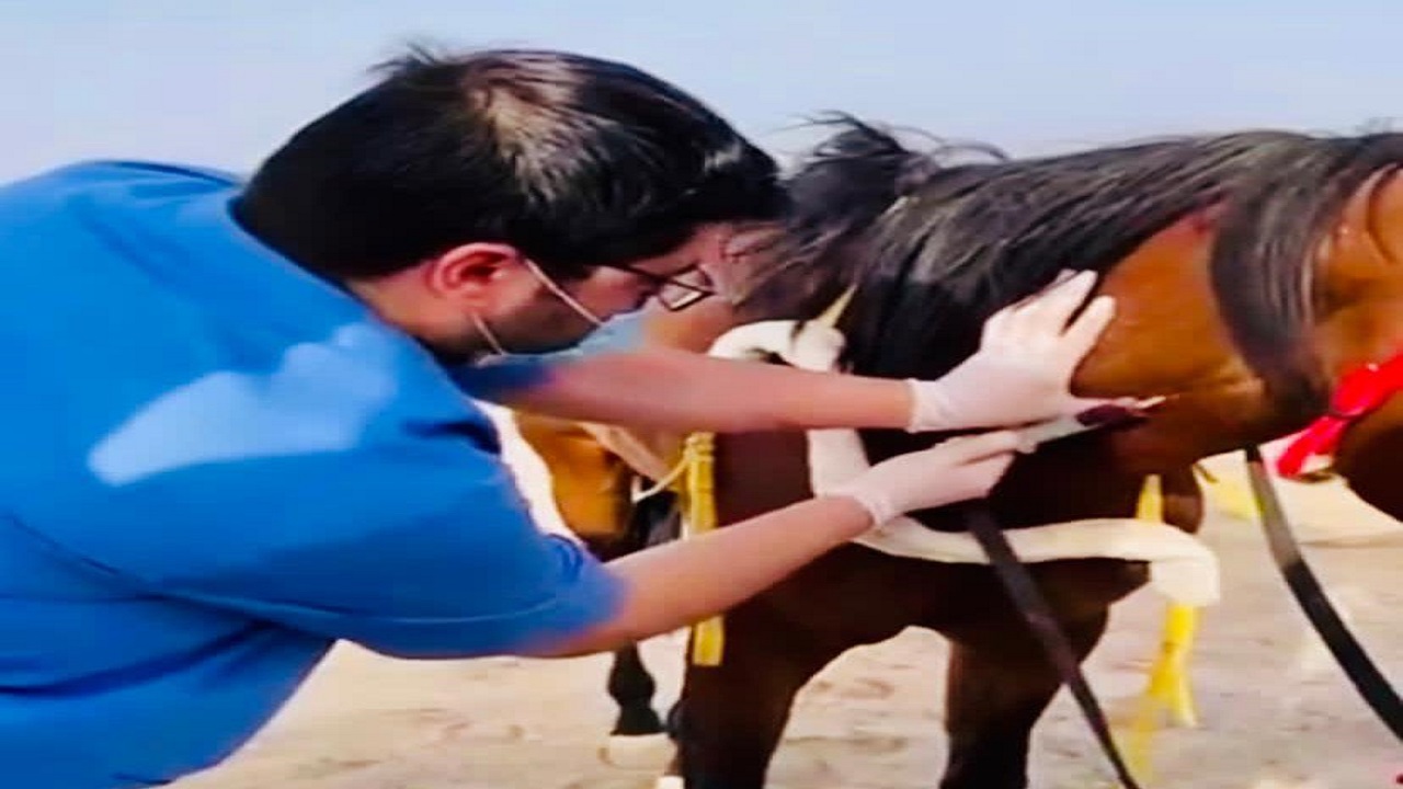 عيادات بيطرية لكشف منشطات الخيول بميدان فروسية العقيق بالباحة 