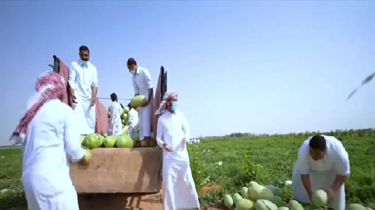 بالفيديو .. مزارعون يروون تجربتهم في زراعة البطيخ الأحمر في القصيم