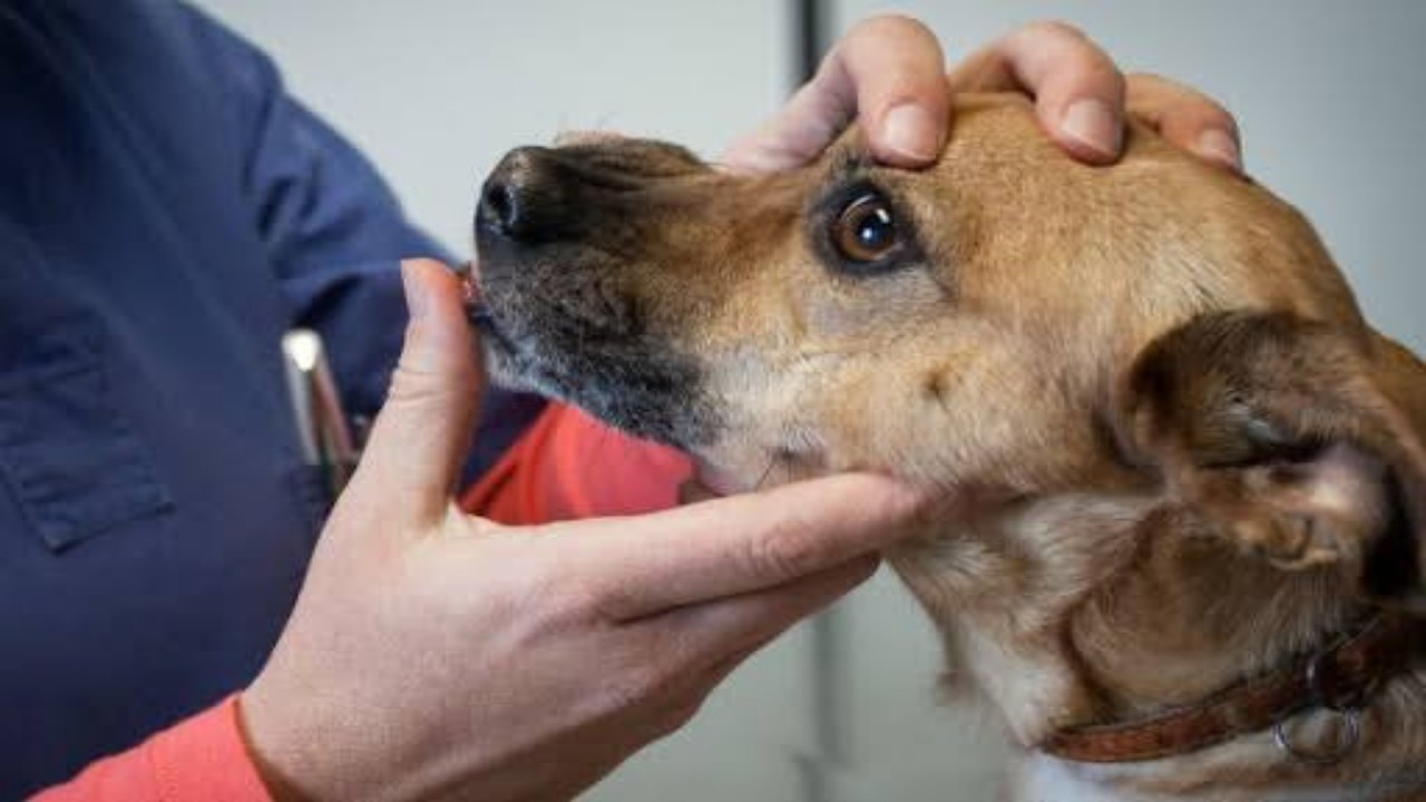 تحذيرات من فيروس مميت يصيب الكلاب