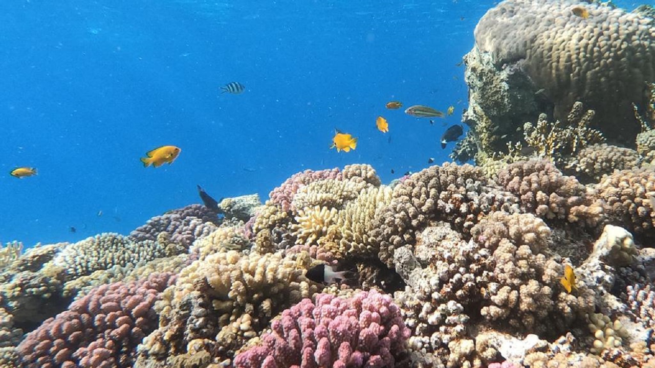 السويلم: ‎نيوم ستحتضن أكبر حديقة مرجانية تحتوي ربع الأحياء البحرية في العالم