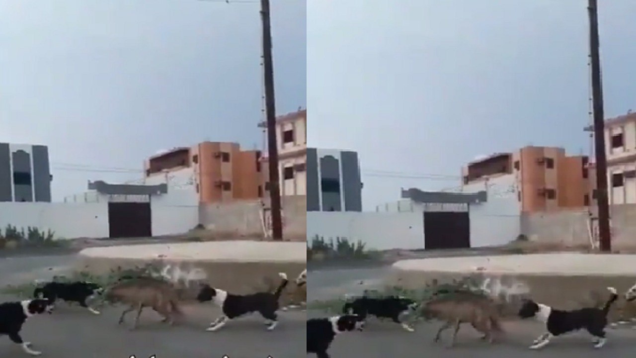 بالفيديو.. كلاب ضالة تهاجم “ضبع” في محايل عسير