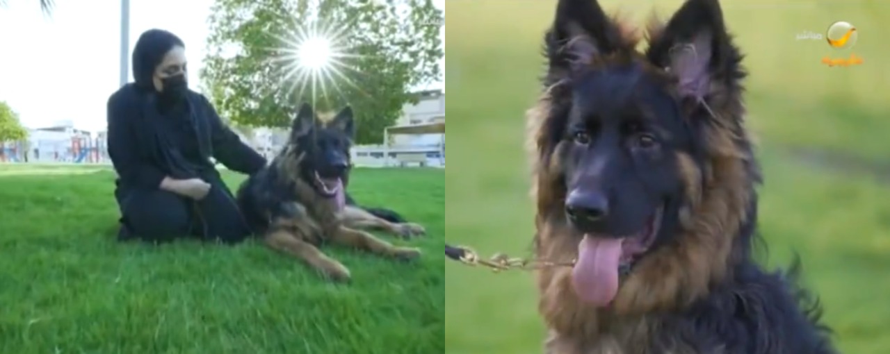 فيديو.. مواطنة تتخصص بتربية الكلاب البوليسية بعد قصة مؤلمة لها