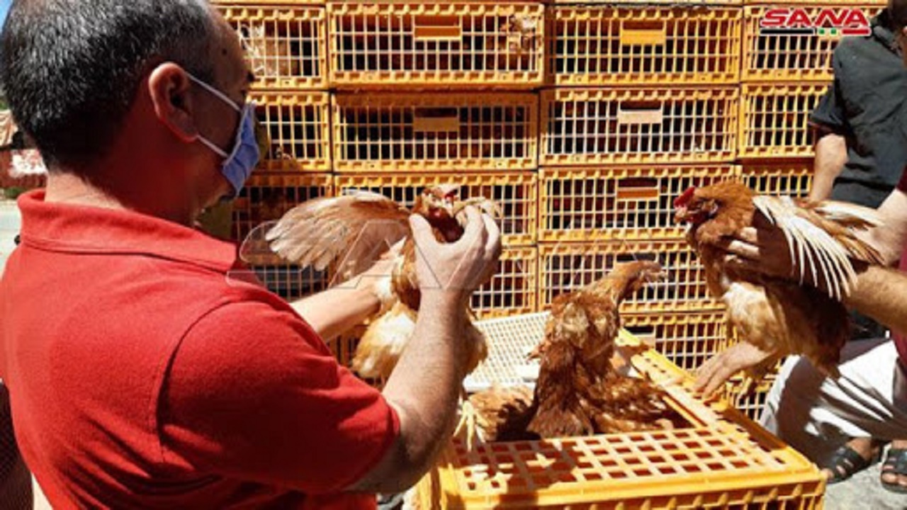 مدينة إندونيسية توزع “دجاجاً” لتشجيع التلقيح ضد كورونا