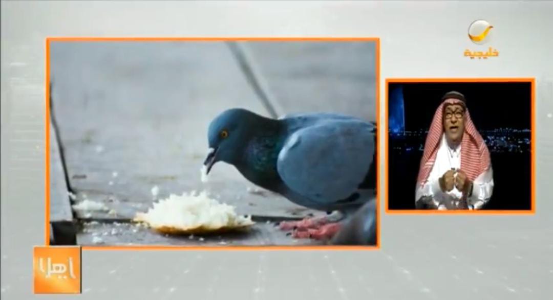 بالفيديو.. مختص يكشف مخاطر انتشار ظاهرة إطعام الطيور بالأرصفة
