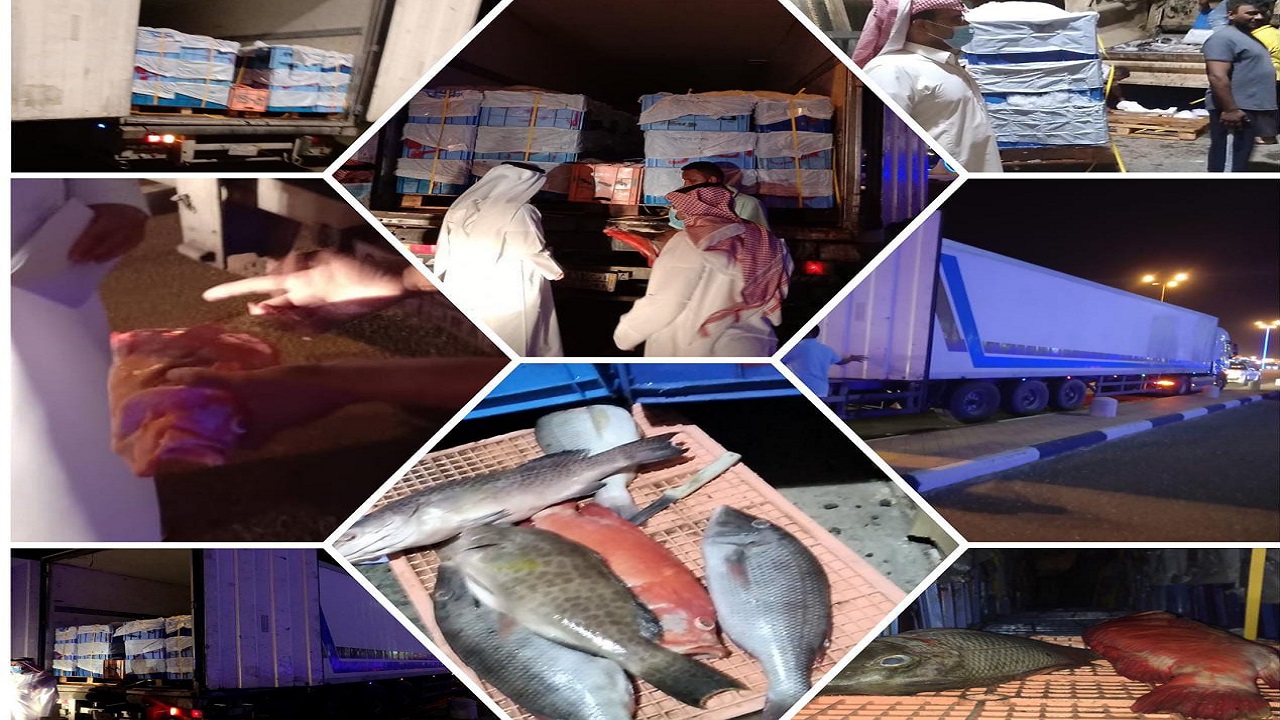 بالصور.. ضبط أكثر من 12 ألف طن من الأسماك الفاسدة قادمة من اليمن برنية