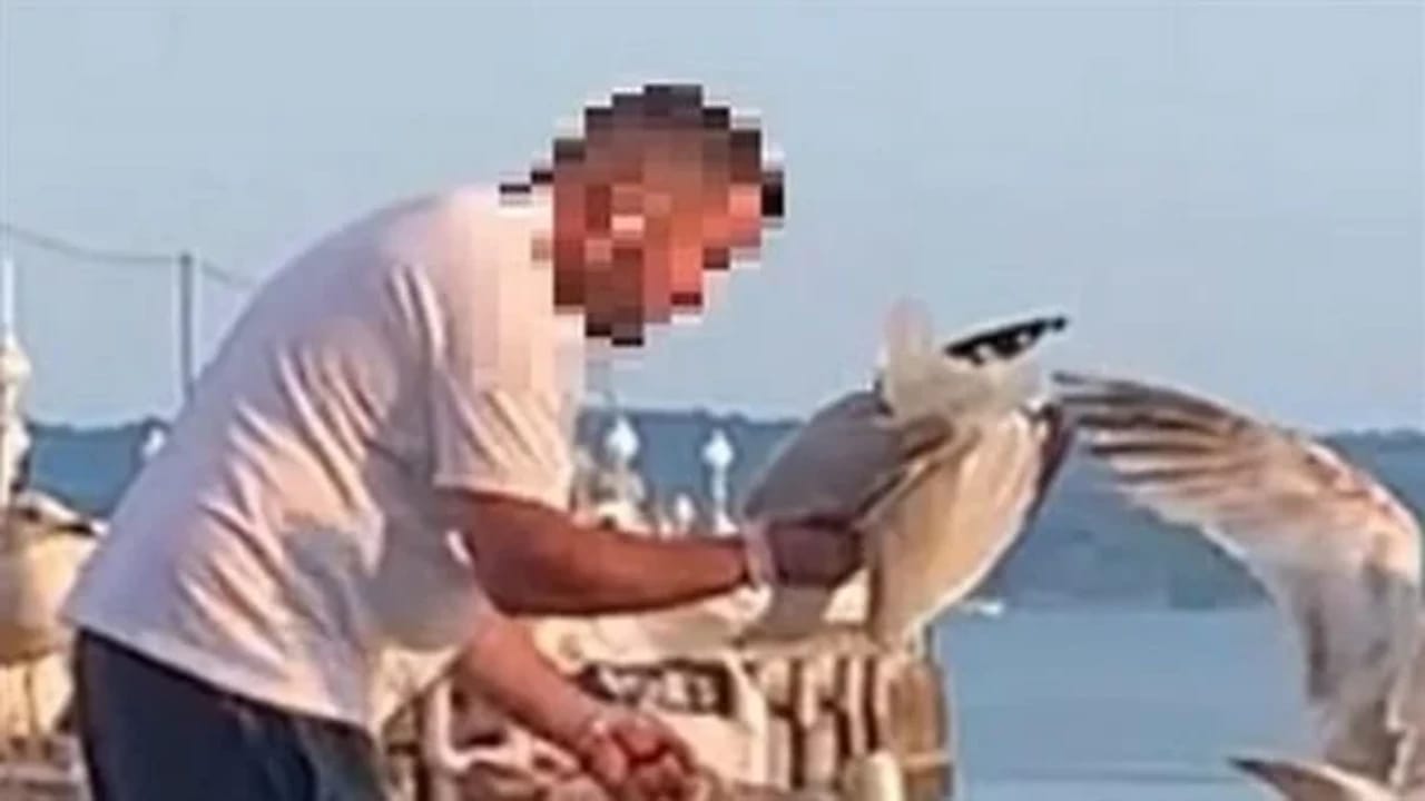 رجل يخنق طائر النورس سرق طعامه من يده