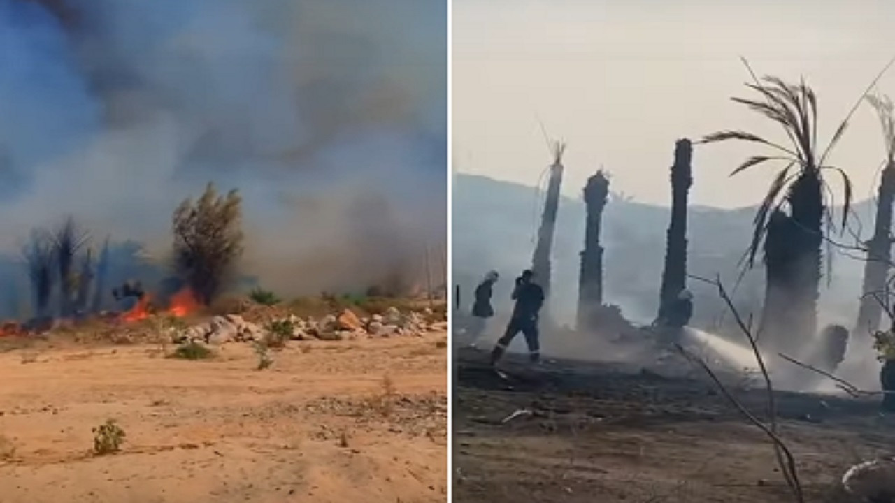 بالفيديو.. حريق يطال عدد من أشجار النخيل بمركز القوباء في عسير