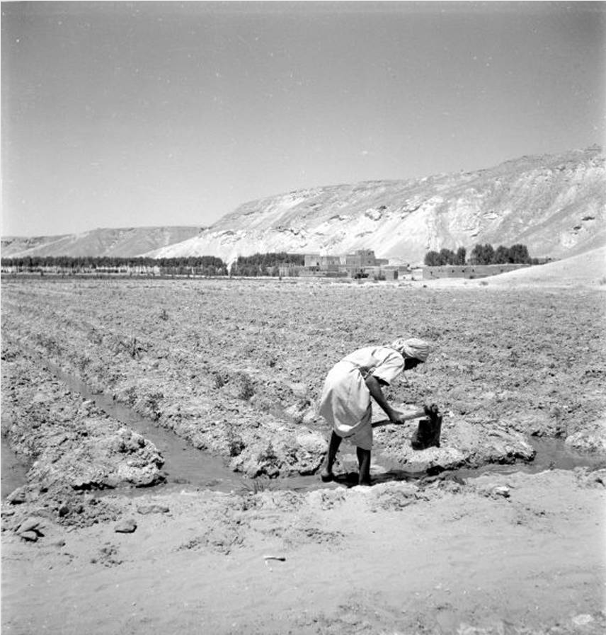 صورة قبل 74 عام لمزارع يفتح قنوات الري المغذية بمجرفة