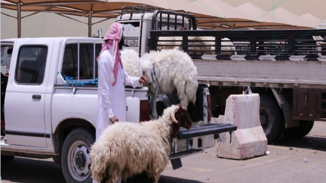 أمانة الرياض تحدد 5 إجراءات احترازية في مواقع بيع الأضاحي