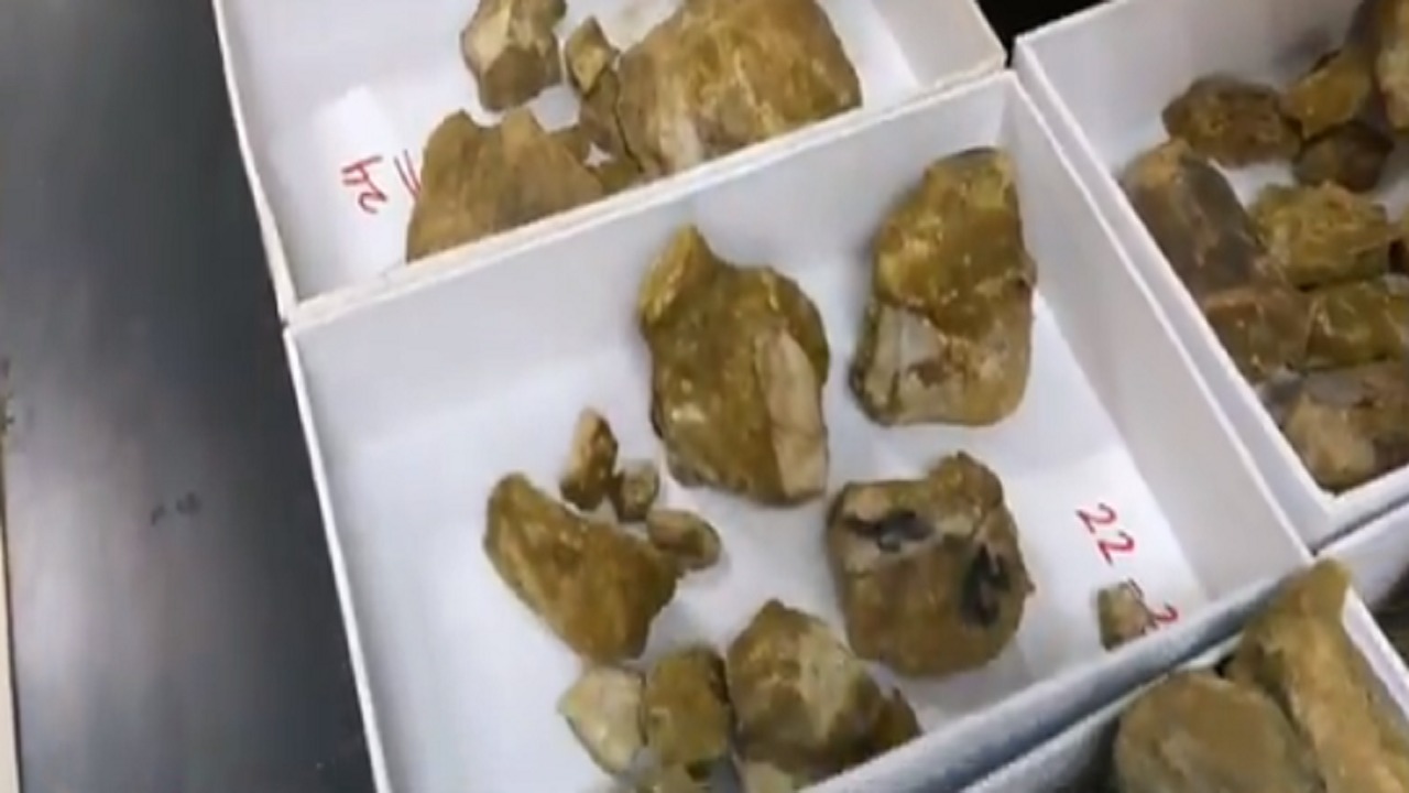 بالفيديو.. إعادة هيكلة لمجسم حوت منقرض تم اكتشافه في الجوف