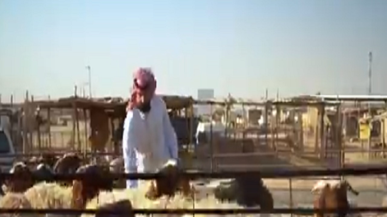 بالفيديو.. شاب سعودي ينافس الوافدين في بيع الماشية عبر تطبيقات الهاتف