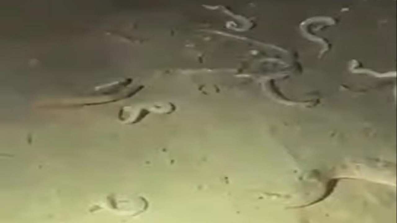 بالفيديو.. أفاعي تخرج من جحورها بعد هطول الأمطار وجريان الأودية في جازان