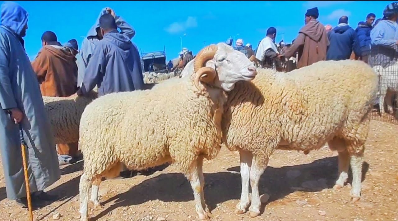 سوق الماشية بمحافظة ينبع يشهد نشاطاً في البيع مع اقتراب عيد الأضحى