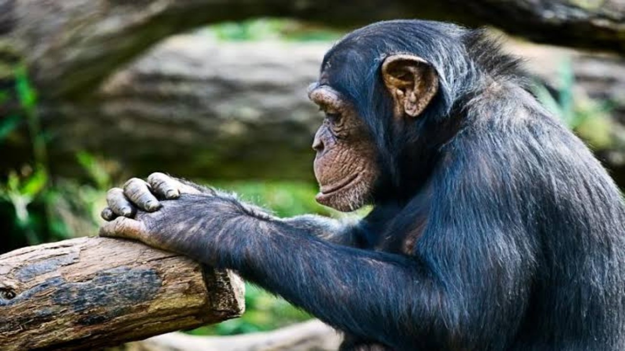 بالفيديو.. حظر امرأة من دخول حديقة حيوان بسبب علاقتها مع ذكر شمبانزي