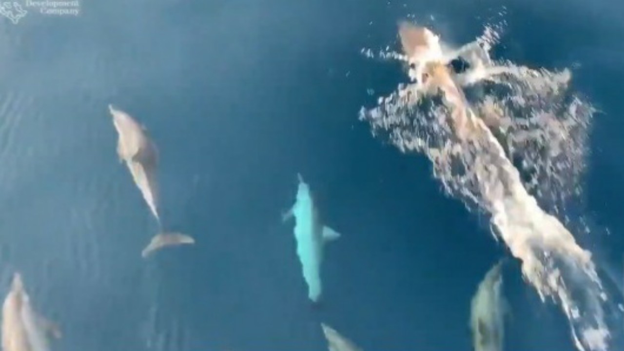 شاهد: مجموعة من &#8220;الدلافين الدوارة&#8221; تسبح في مشروع البحر الأحمر⁩ بالمملكة