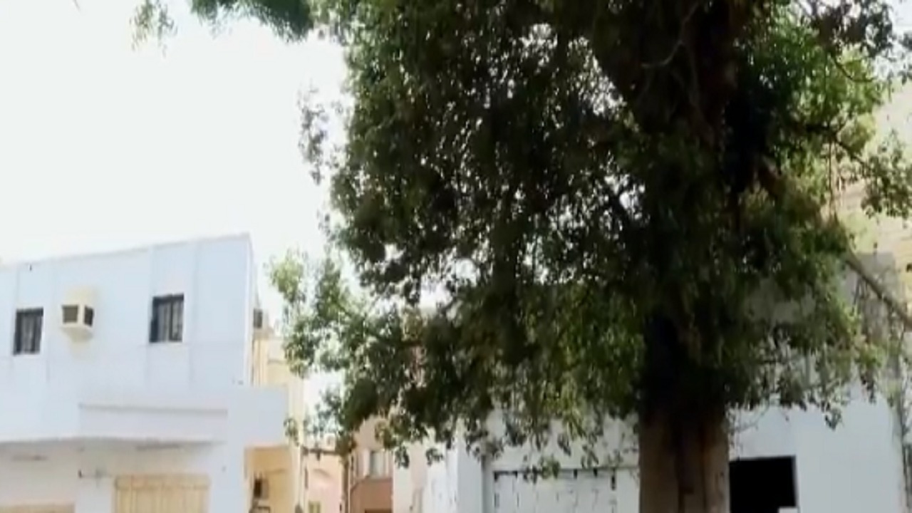 بالفيديو.. شجرة &#8220;الحَبْحَبوه&#8221; الوحيدة من نوعها في المملكة