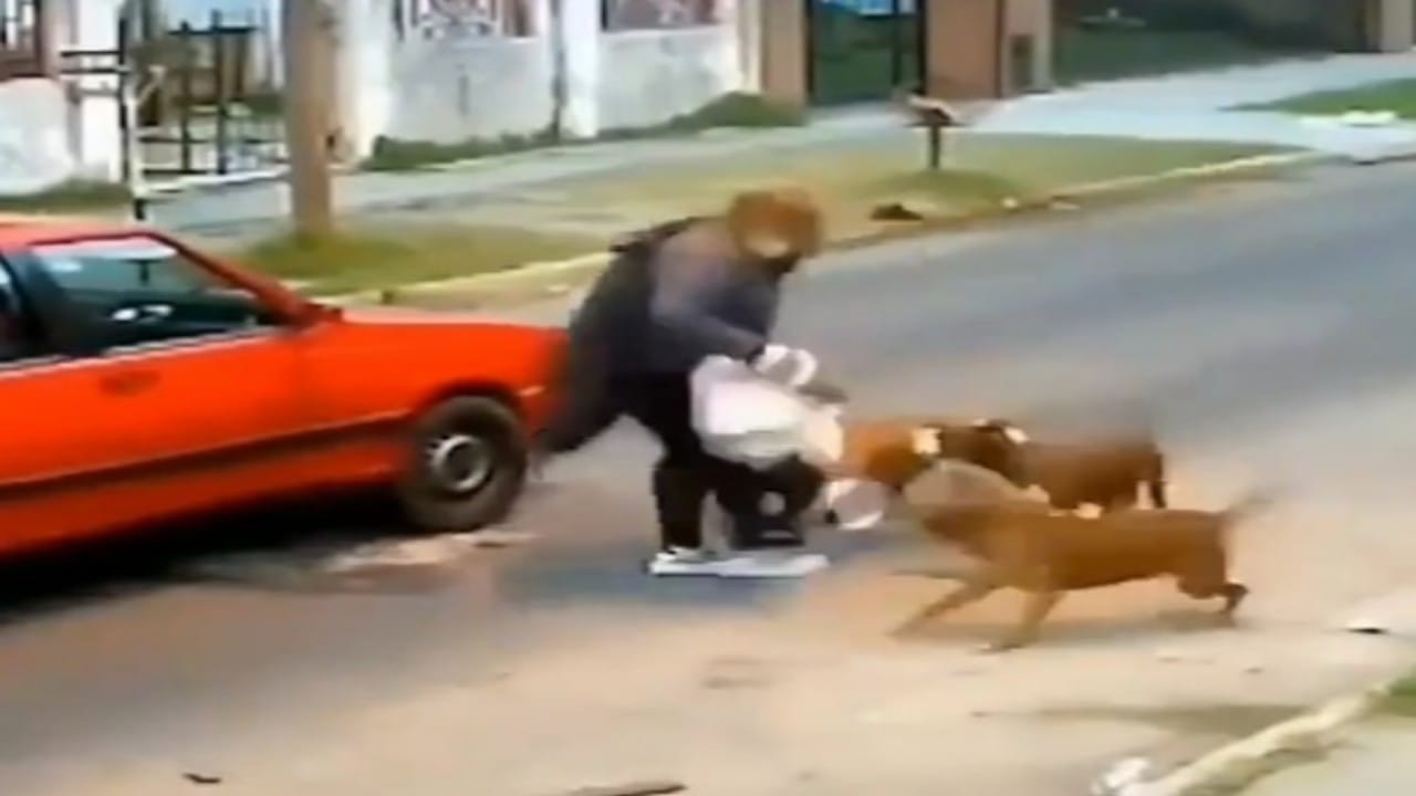 شاهد. 3 كلاب متوحشة تهاجم سيدة خلال سيرها في الشارع 