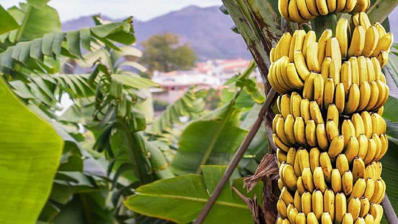 12 فائدة صحية لأوراق الموز وأبرزها علاج السكري
