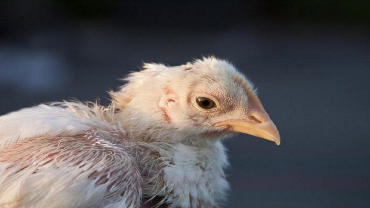 تقنية حديثة تحول ريش الدجاج إلى علف للحيوانات