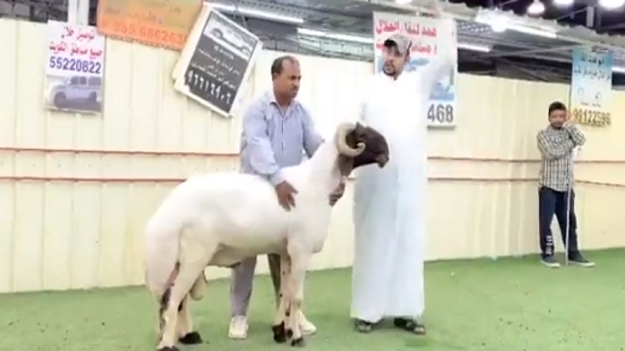 بالفيديو.. مزاد علني لبيع خروف بقيمة 200 ألف دولار