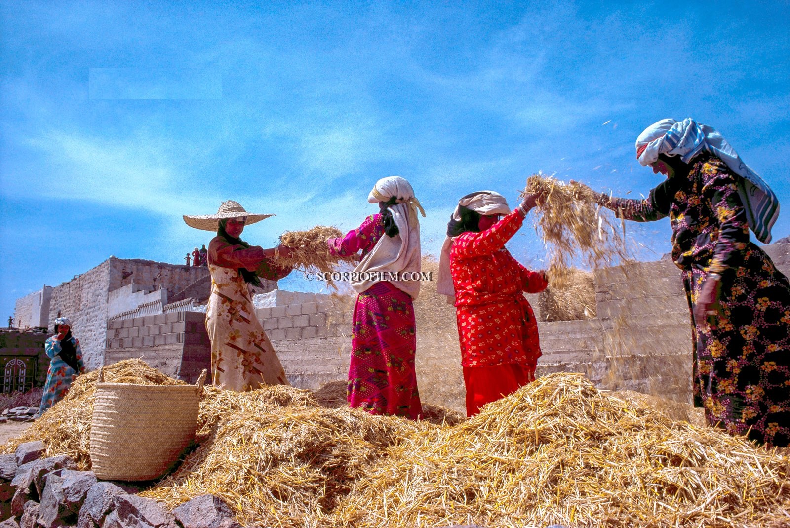 نسوة يذرين القمح في عسير قبل 44 عام