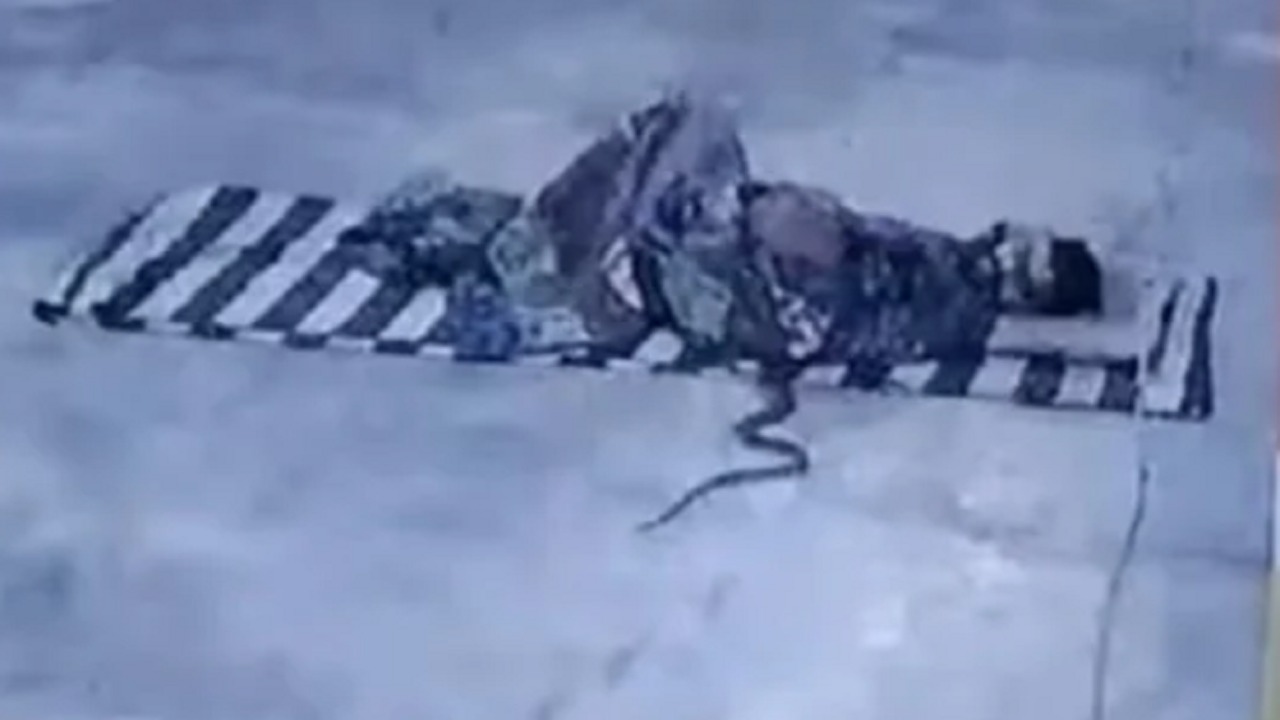 بالفيديو.. ثعبان يهاجم شاب أثناء نومه في الشارع