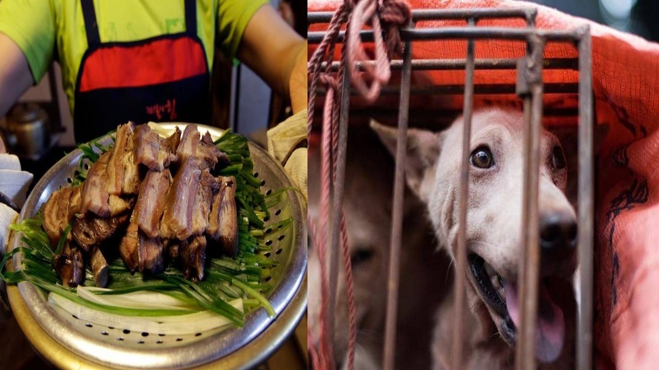 نبأ صادم للكوريين بشأن وجبة لحوم الكلاب!