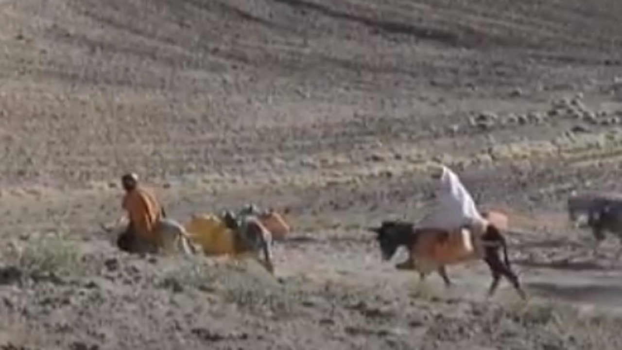 بالفيديو.. الجفاف يدفع أفغان لبيع المواشي وتزوج بناتهن القاصرات