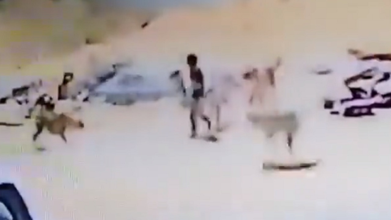 أمين تبوك يوجه بالتخلص من كلاب ضالة هاجمت طفل بحي البوادي (فيديو)