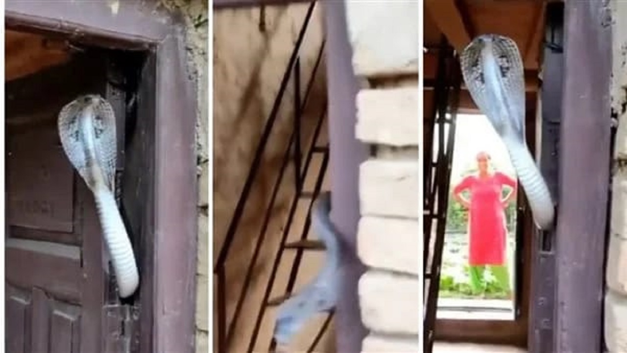 بالفيديو.. أسرة تستعين بثعبان كوبرا لحماية منزلهم