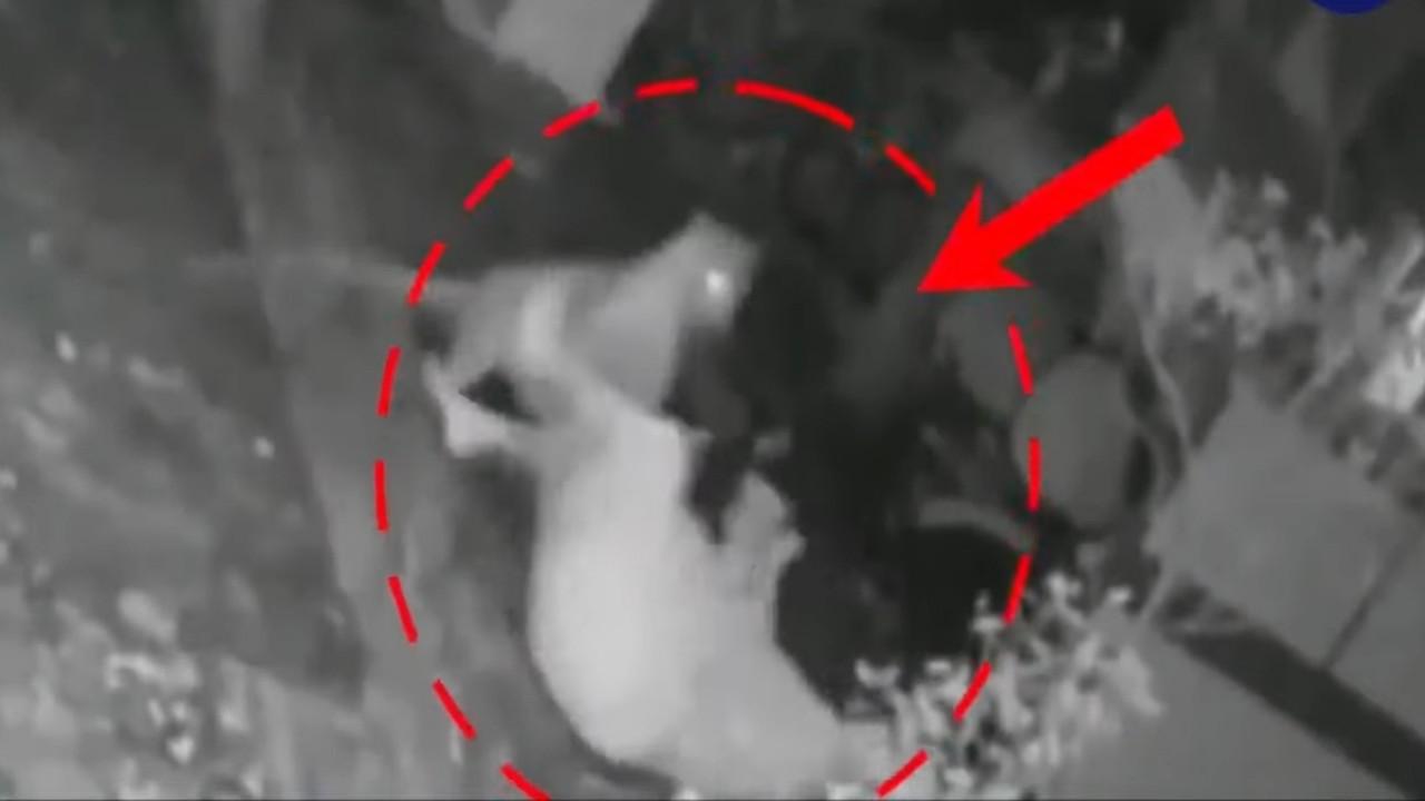 بالفيديو.. لحظة مرعبة لهجوم فهد على امرأة أمام منزلها