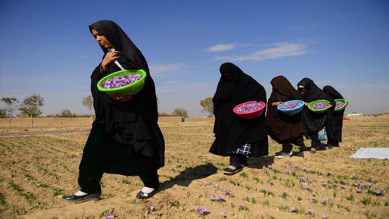 سيدة أعمال أفغانية تتحدى طالبان بـ “الزعفران”