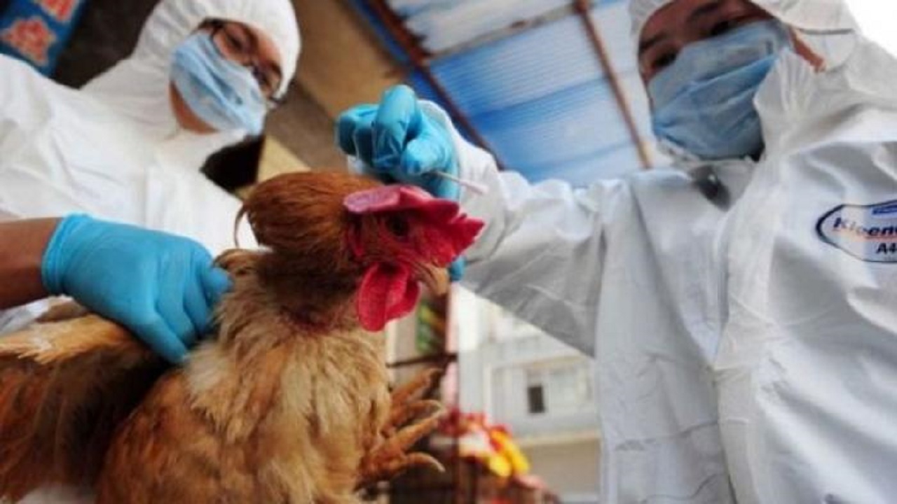 إصابة بشرية بإنفلونزا الطيور في مقاطعة صينية
